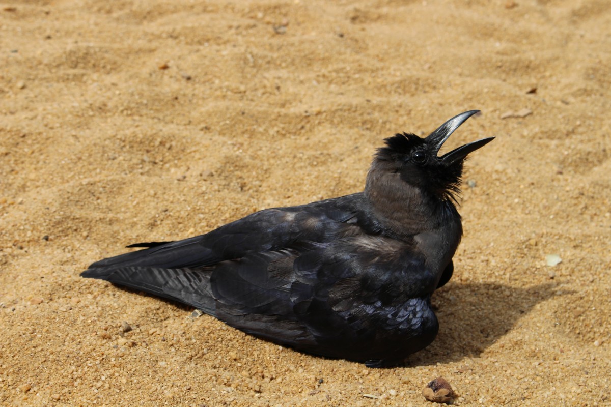 Corvidae