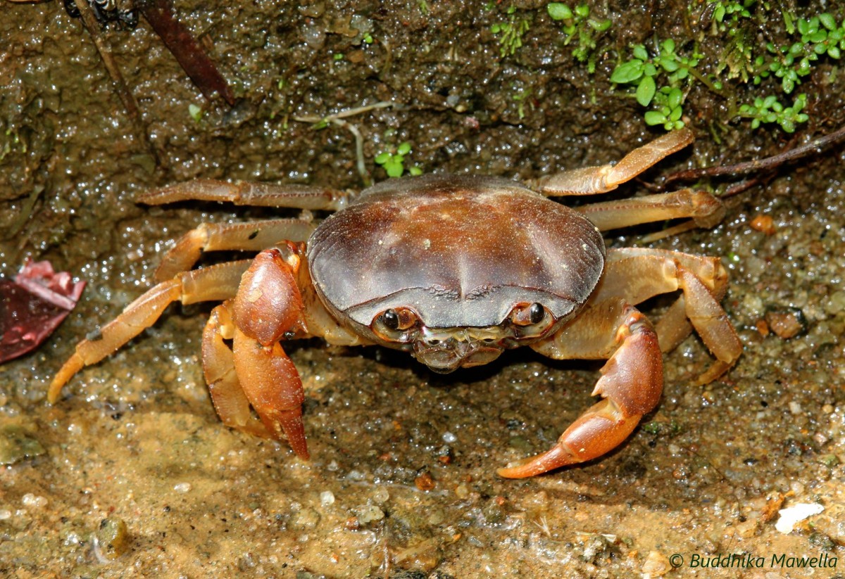 Gecarcinucidae