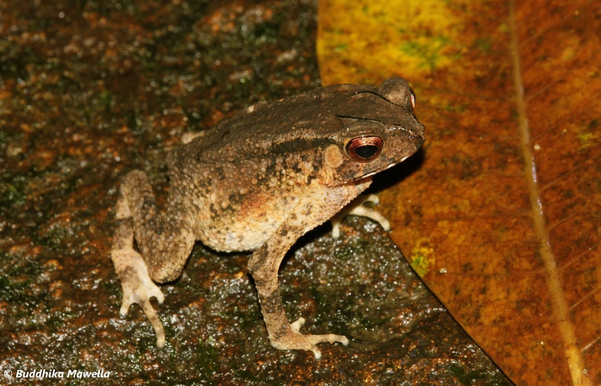 Bufonidae