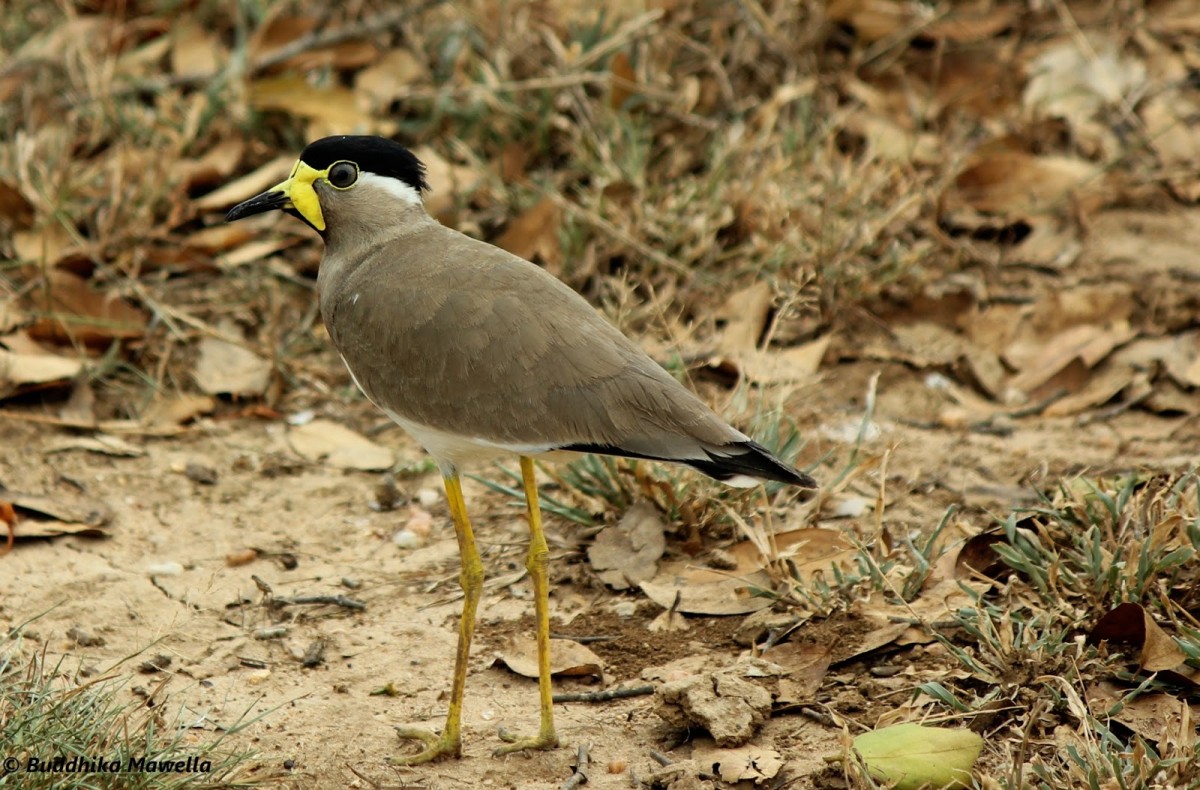 Charadriidae