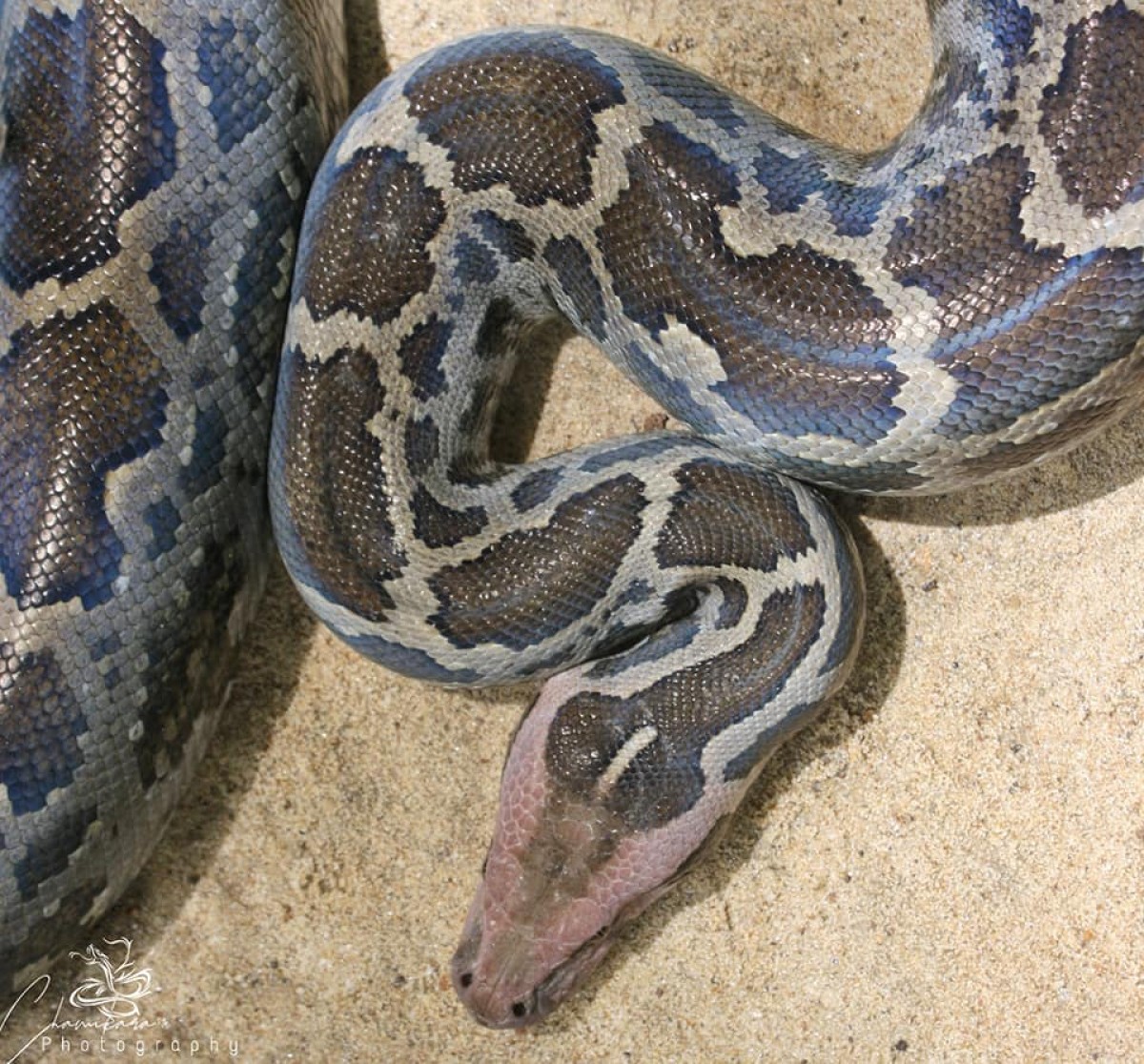 Pythonidae
