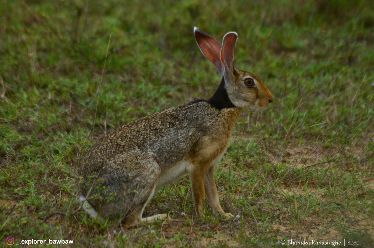 Leporidae