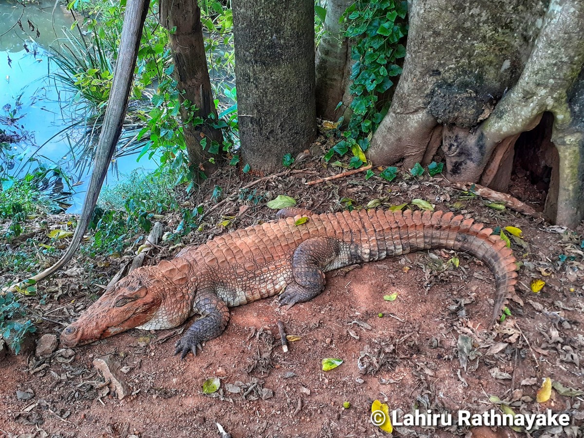 3 Crocodiles and Monitors