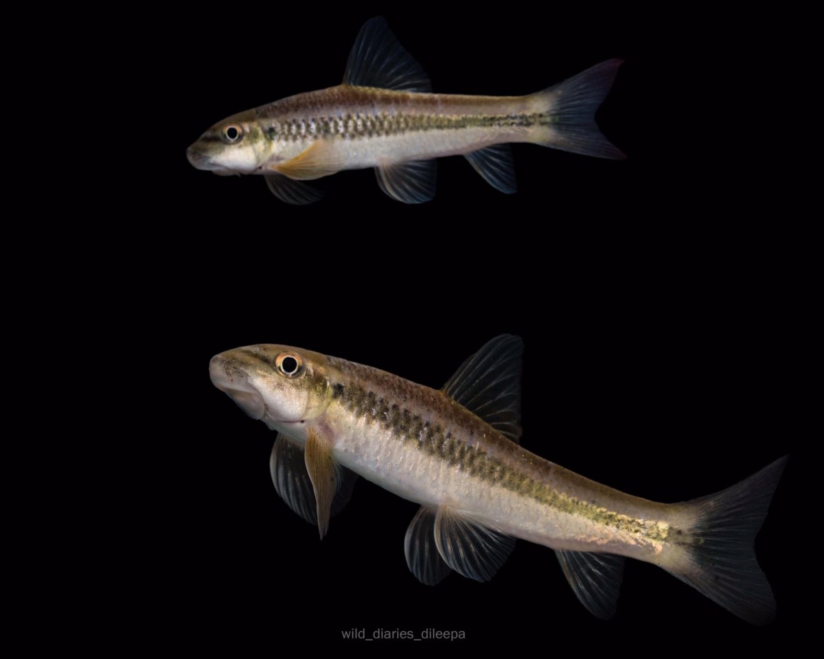 5 Fish