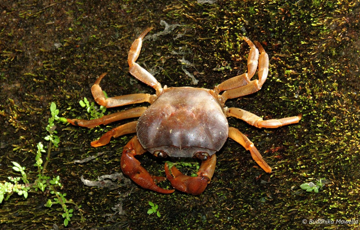 7 Freshwater Crabs