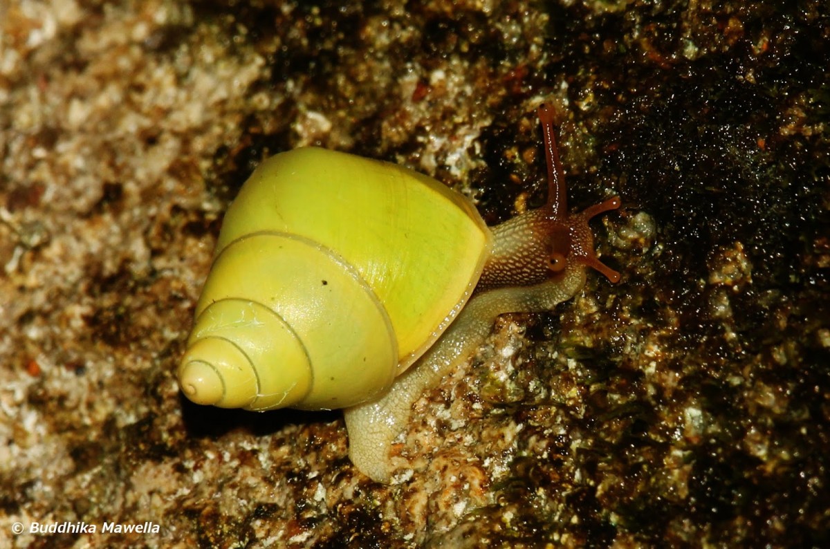 8 Land Snails