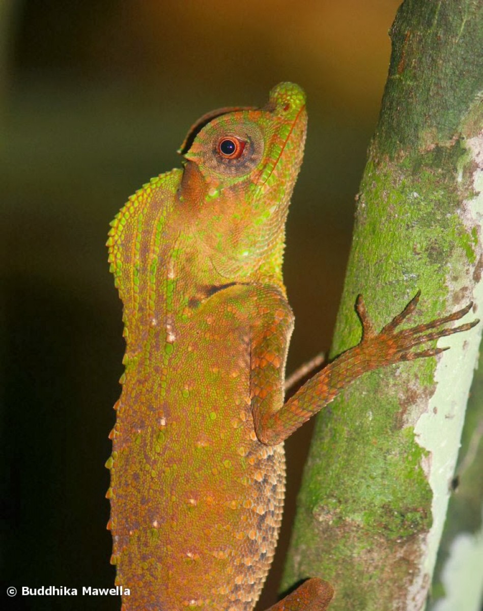 Lyriocephalus scutatus Linnaeus, 1758