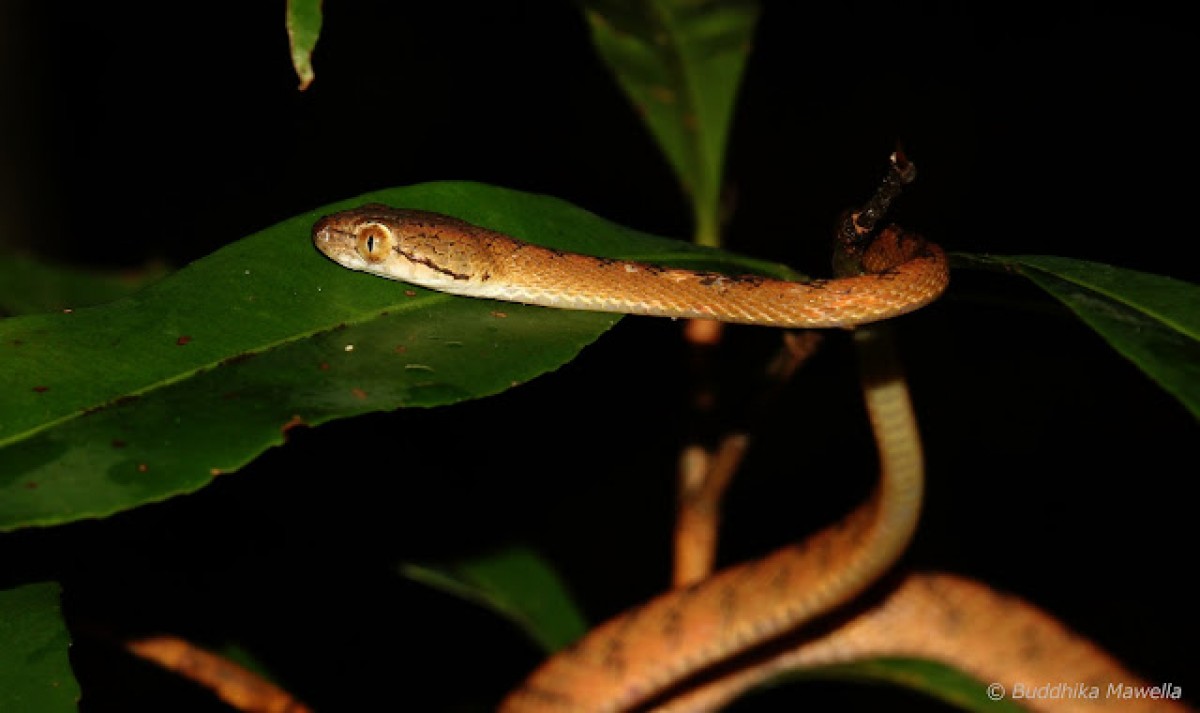 Boiga ranawanei Samarawickrama, Samarawickrama, Wijesena, & Orlov, 2005