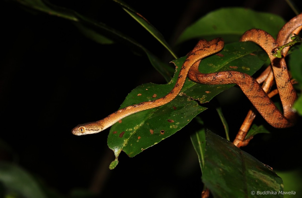 Boiga ranawanei Samarawickrama, Samarawickrama, Wijesena, & Orlov, 2005