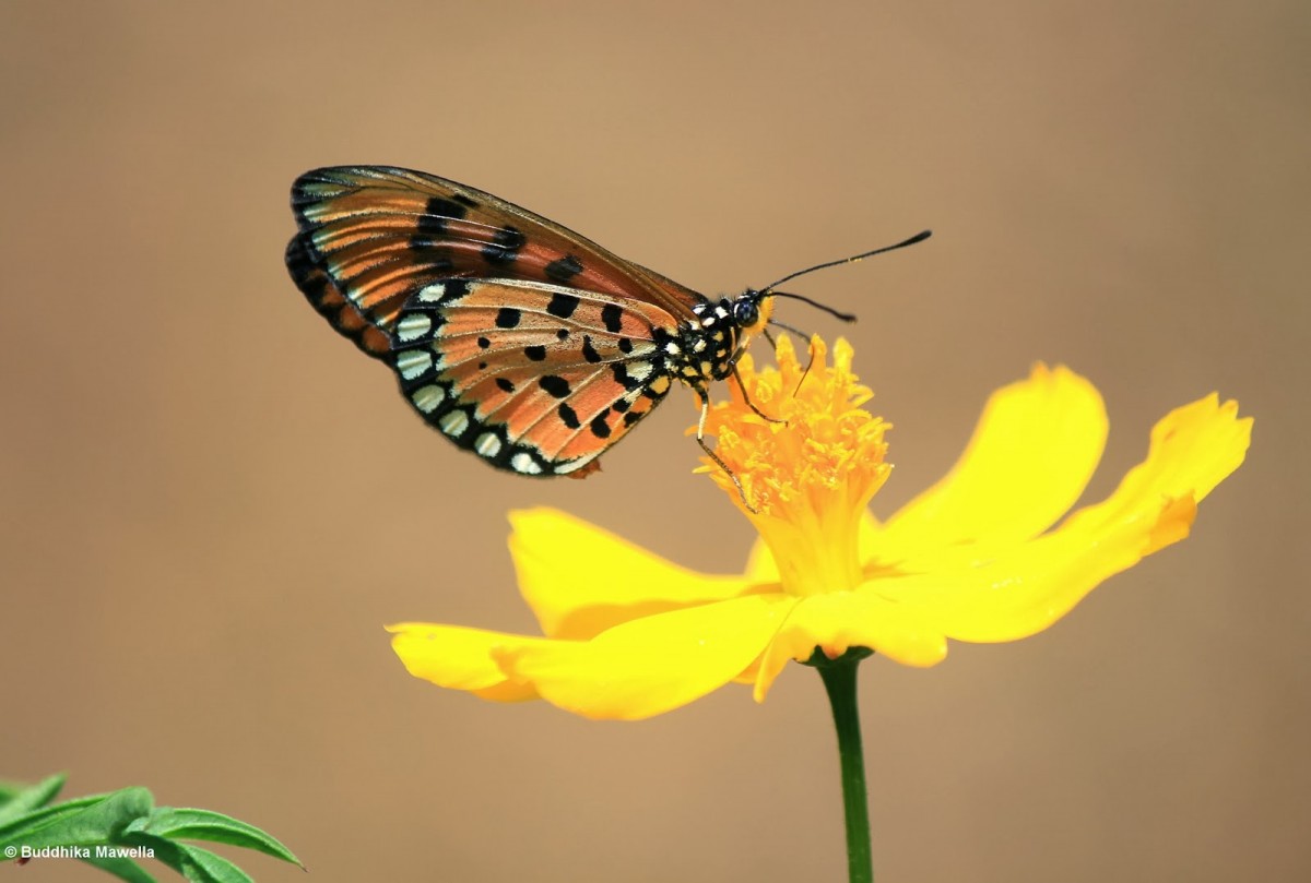 Acraea violae Fabricius, 1807