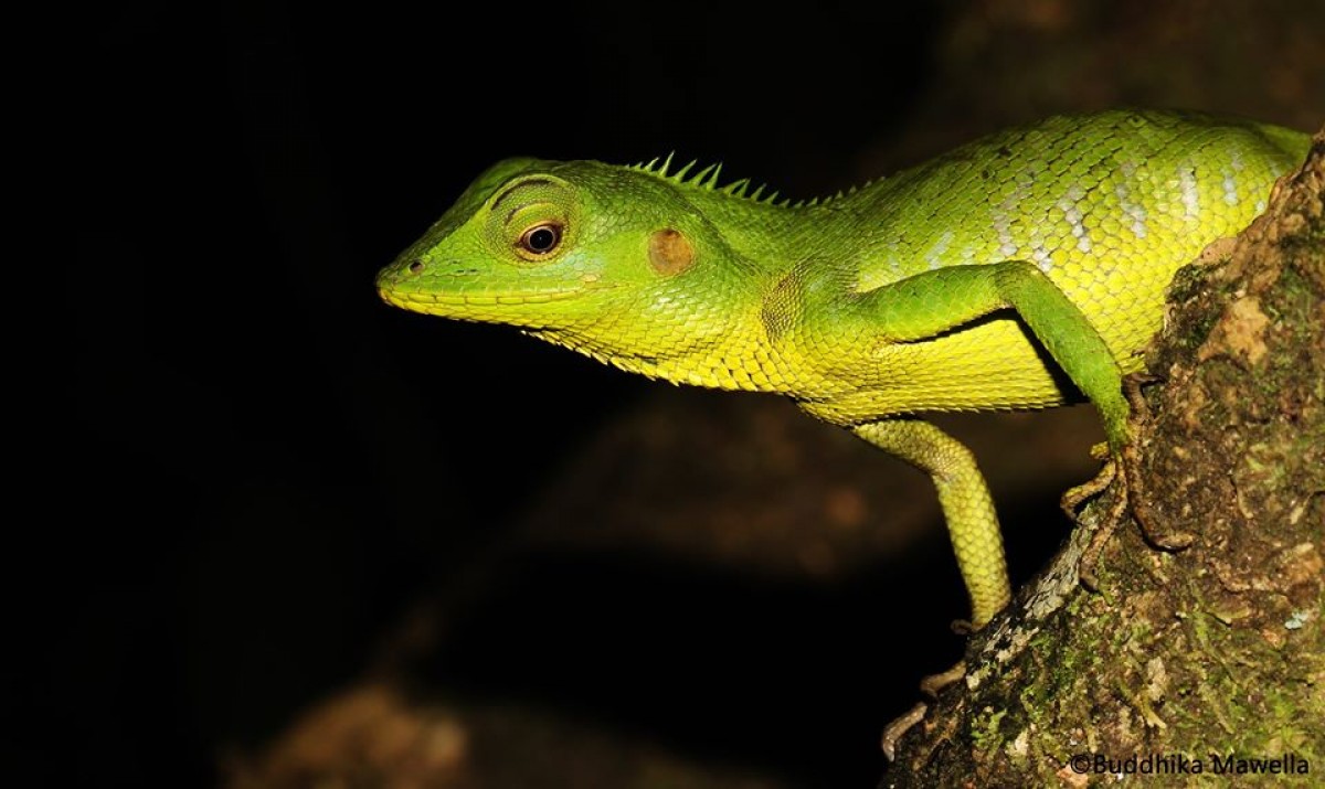 Calotes pethiyagodai Amarasinghe, Karunarathna, Hallermann, 2014