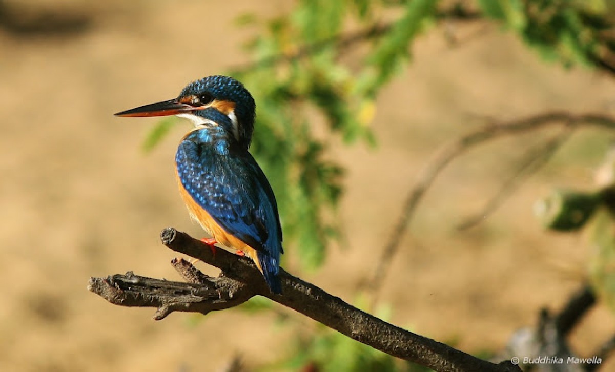 Alcedo atthis Linnaeus,1758