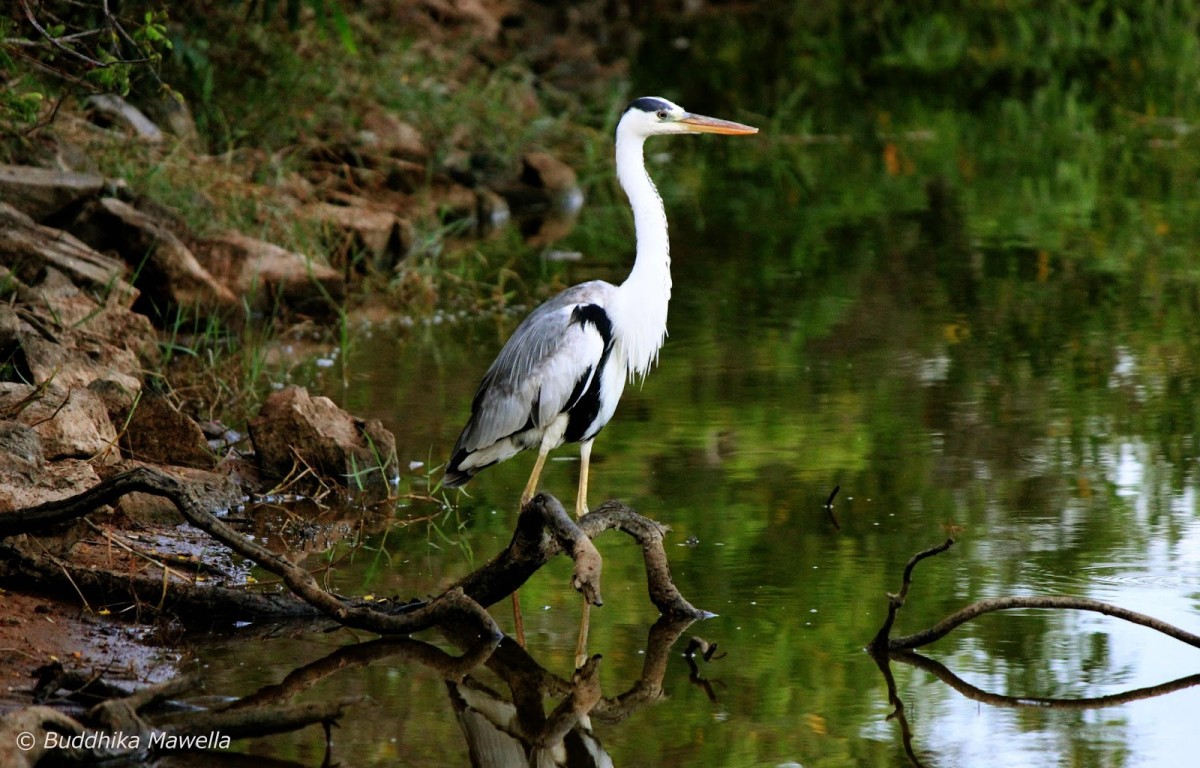 Ardea cinerea Linnaeus, 1758