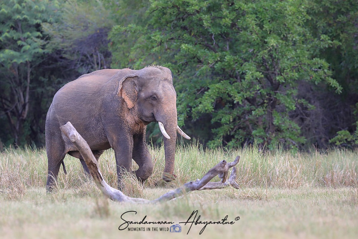 Elephas maximus Linnaeus, 1758