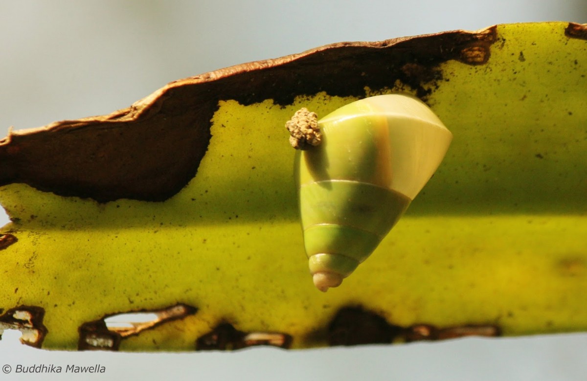 Beddomea albizonatus (Reeve 1849)