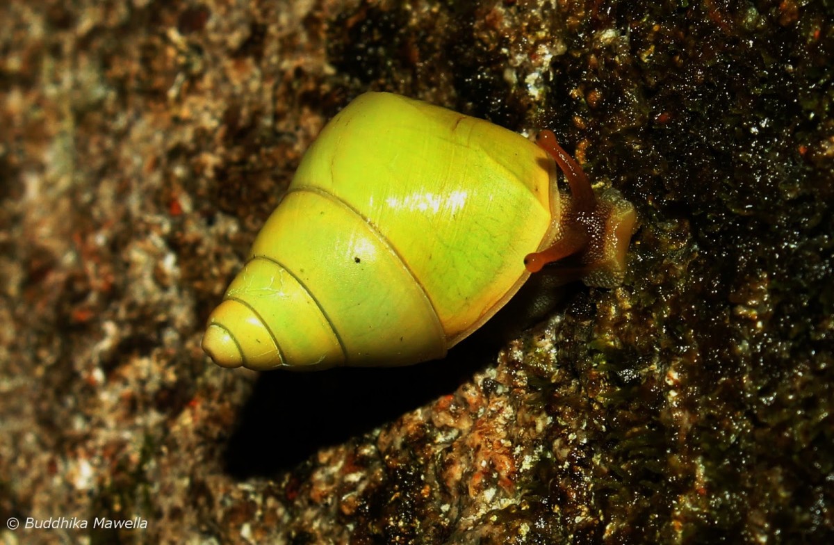 Beddomea albizonatus (Reeve 1849)