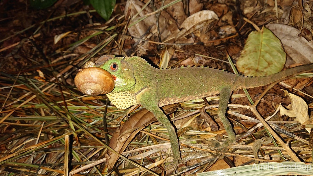 Lyriocephalus scutatus Linnaeus, 1758