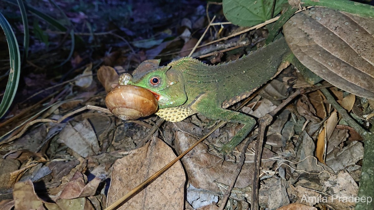 Lyriocephalus scutatus Linnaeus, 1758