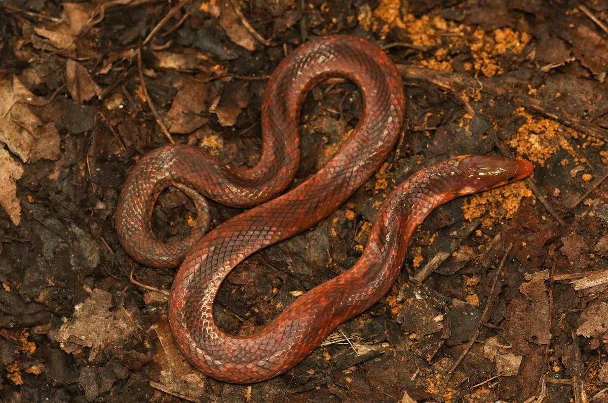 Aspidura copei Gunther, 1864