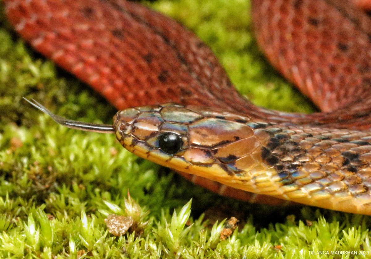 Aspidura ceylonensis Gunther 1958