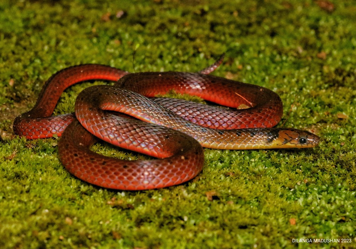 Aspidura ceylonensis Gunther 1958