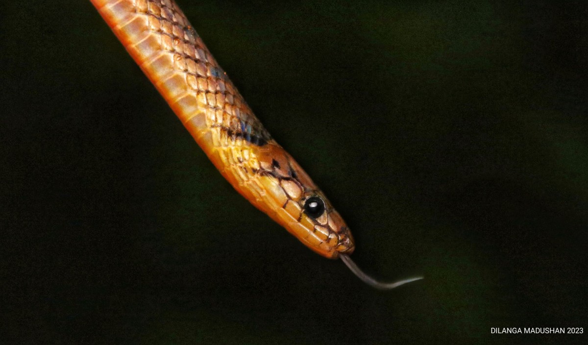 Aspidura ceylonensis Gunther 1958