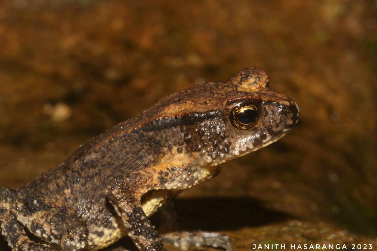 Adenomus kandianus Günther,1872