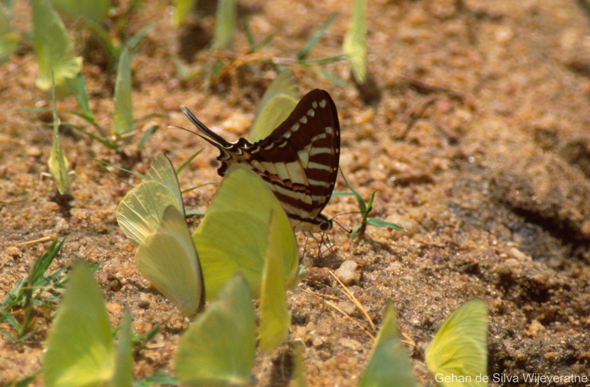 Fauna of Sri Lanka