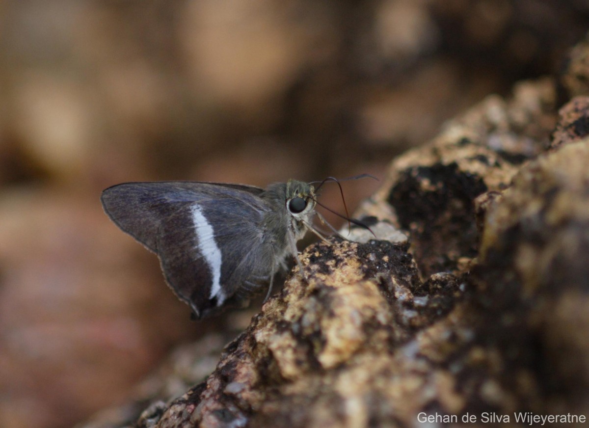 Fauna of Sri Lanka