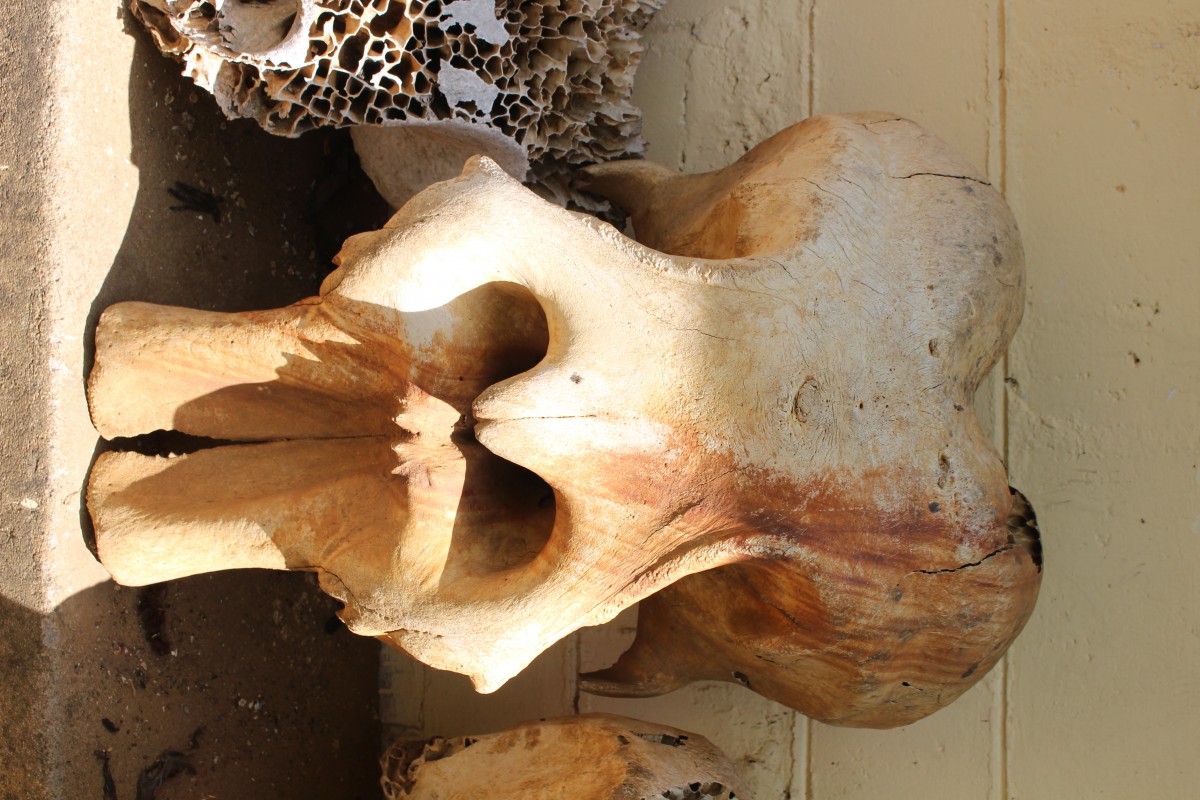 Elephas maximus Linnaeus, 1758