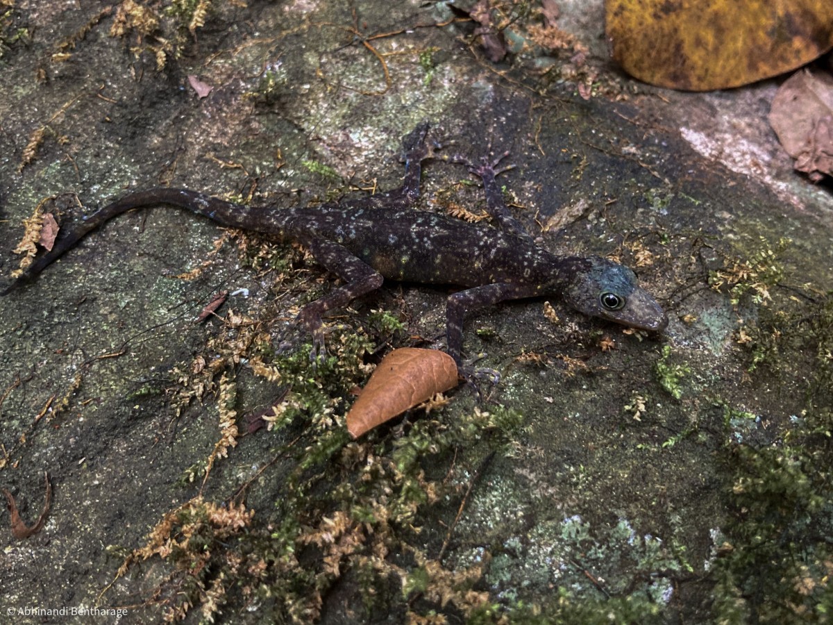 Cnemaspis rammalensis Vidanapathirana, Gehan-Rajeev, Wickramasinghe, Fernando & Mendis-Wicramasinghe, 2014