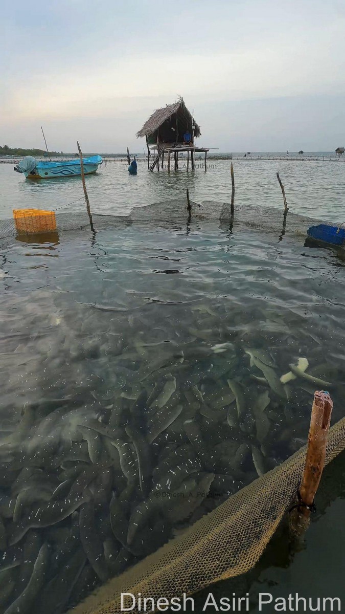 Holothuria scabra Jaeger