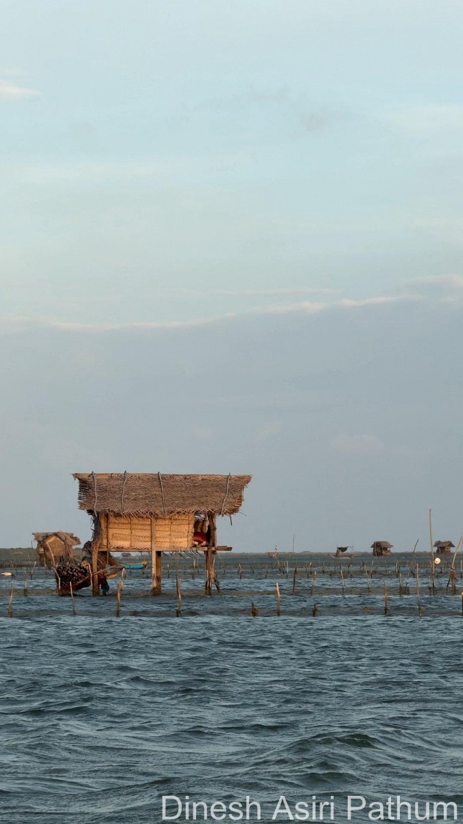 Holothuria scabra Jaeger