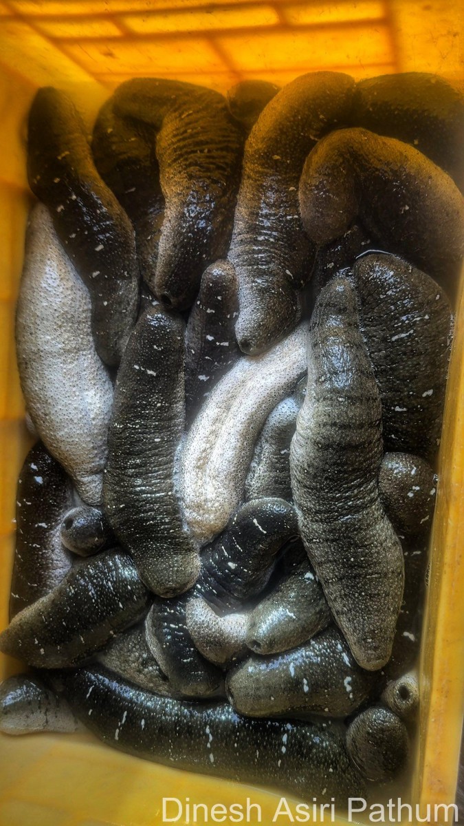 Holothuria scabra Jaeger