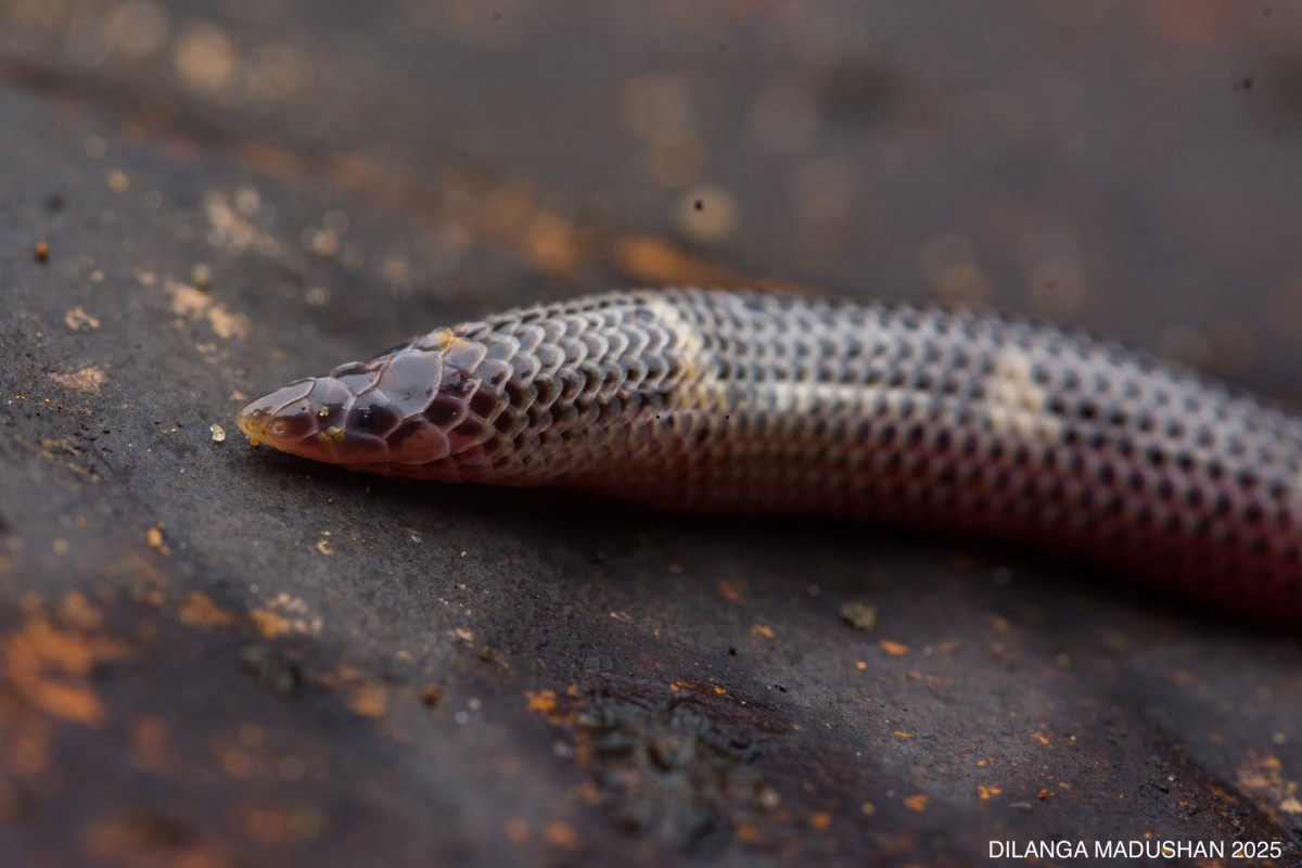 Rhinophis homolepis  Hemprich, 1820