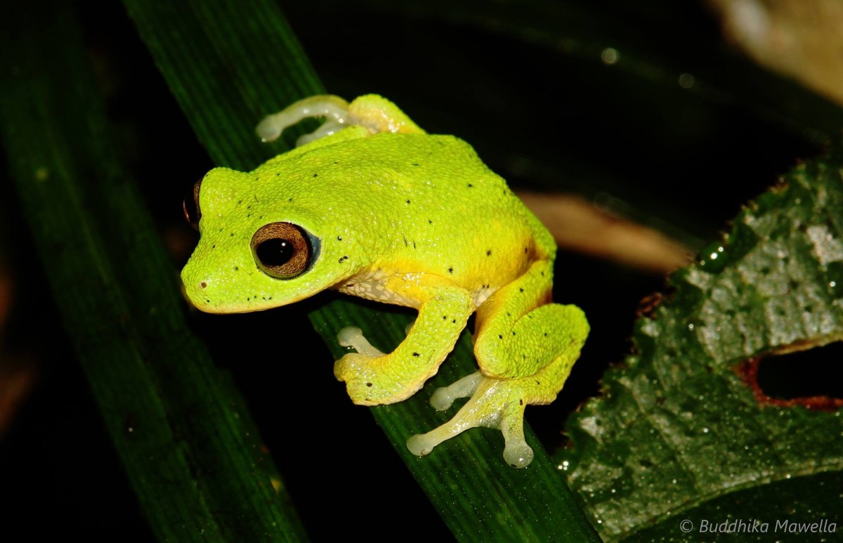 Pseudophilautus femoralis Gunther 1864
