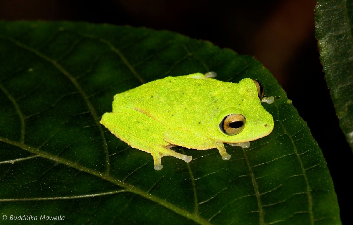 Pseudophilautus femoralis Gunther 1864