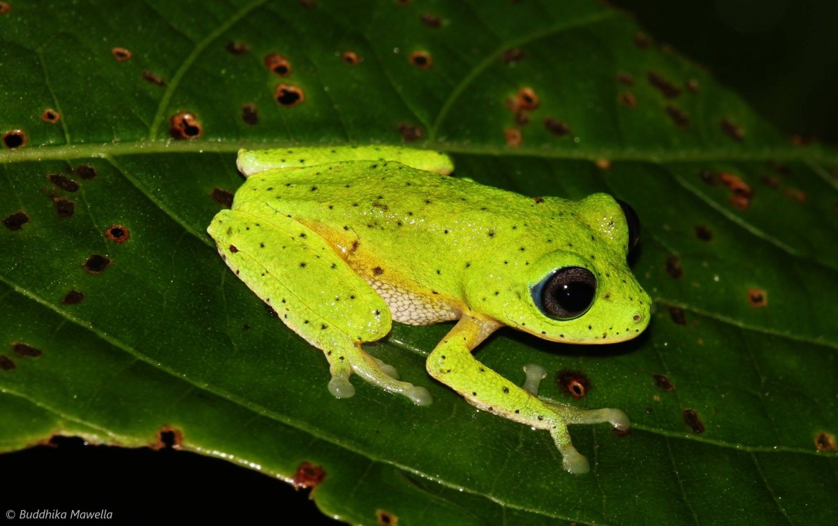 Pseudophilautus femoralis Gunther 1864