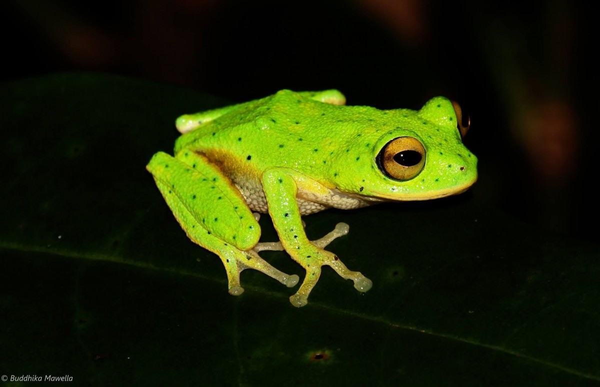 Pseudophilautus femoralis Gunther 1864