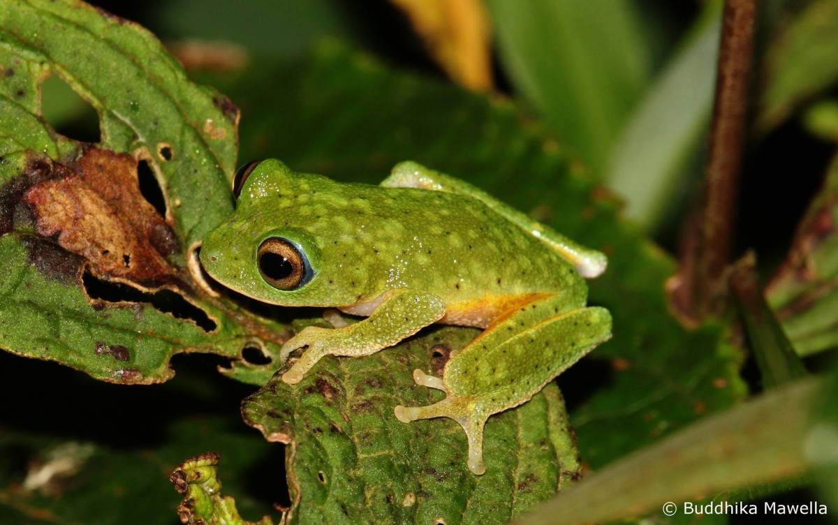 Pseudophilautus femoralis Gunther 1864