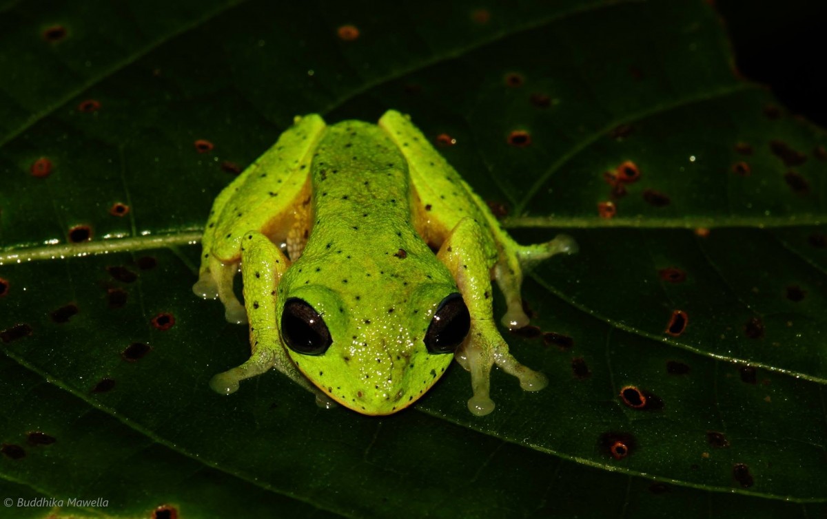 Pseudophilautus femoralis Gunther 1864