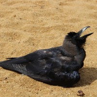 Corvidae