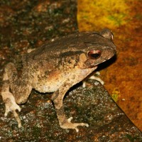 Bufonidae