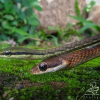 Dendrelaphis