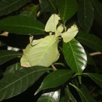 Fauna of Sri Lanka