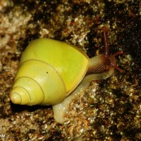 8 Land Snails