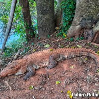 Crocodylus palustris Lesson, 1831