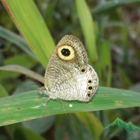 <i>Ypthima ceylonica</i> Hewitson, 1864