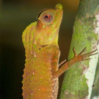 Lyriocephalus scutatus Linnaeus, 1758