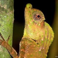 Lyriocephalus scutatus Linnaeus, 1758